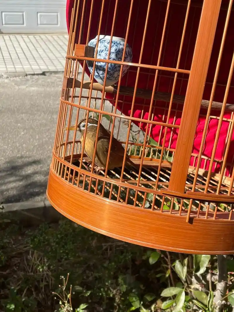 再见了,也许死了是一种解脱#爱鸟护鸟 #画眉鸟 #笼中鸟 - 抖音