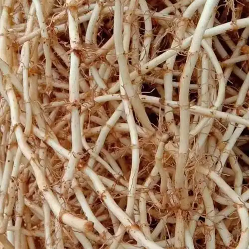 云南文山农户精洗丶茅根丶精品鱼腥草【折耳根】