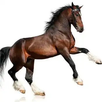 马头像图片大全,高清最漂亮的马微信头像_动物头像_头像屋