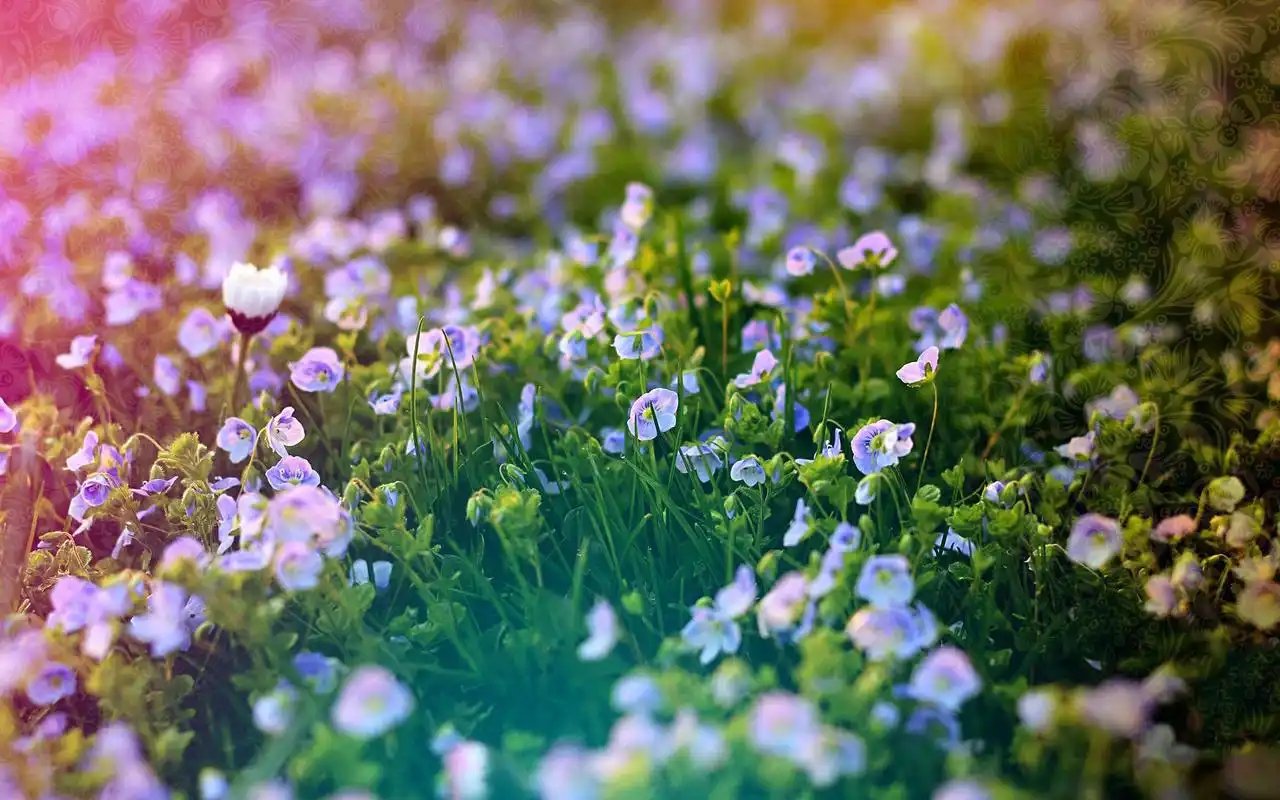 精选唯美意境治愈系绿色护眼小清新花朵桌面壁纸(二)