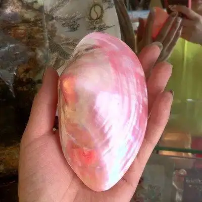 天然珍珠贝粉色蛤贝壳海螺地台家居装饰收地台水族藏鱼缸diy批