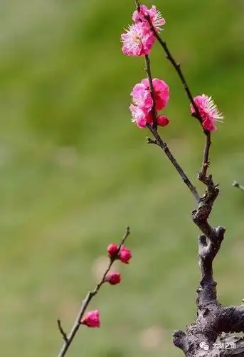 赠一枝梅,为你遥寄整个春天