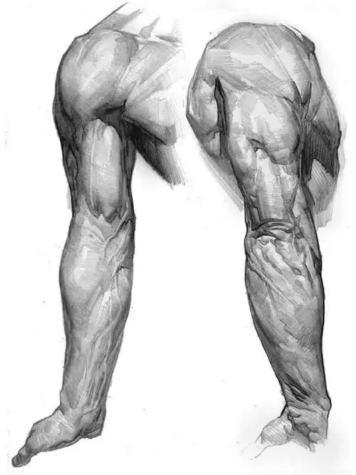 素描手臂肌肉理解