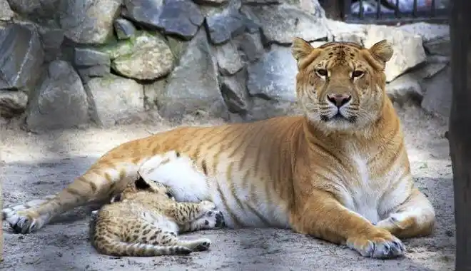 世界上最奇怪的10种真正的杂交动物