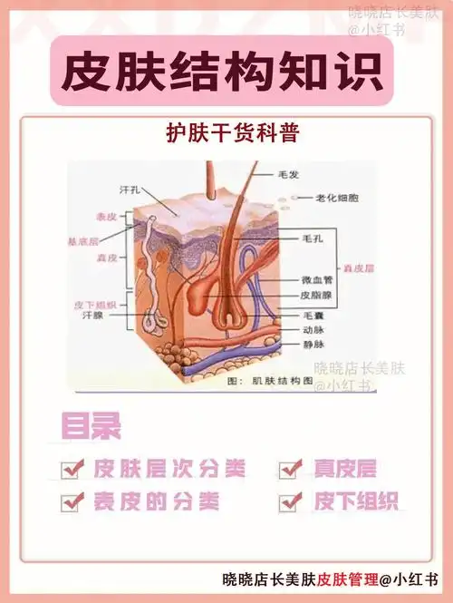 全皮肤的基本结构78看这篇就够了皮肤结构