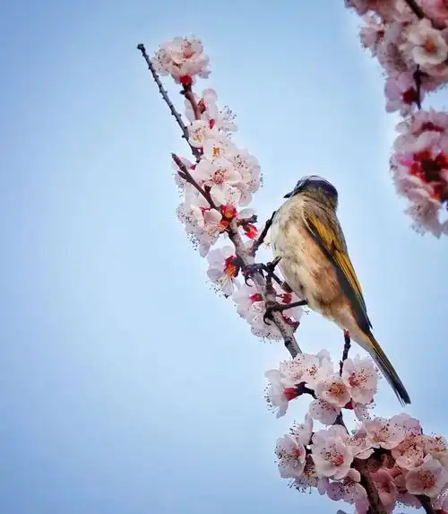 写美篇鸟语花香是一个成语:意思是鸟唱着歌儿,花飘着清香,形容大自然