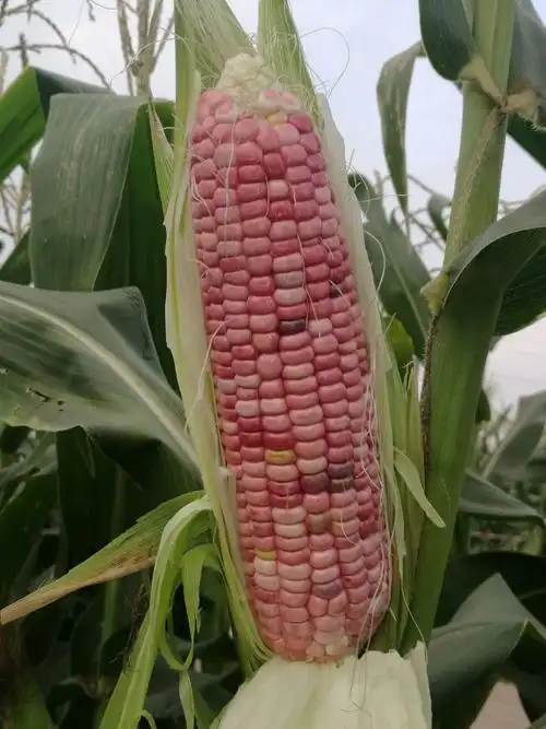 糯玉米新品种斯达糯49北京中农斯达农业科技开发有限公司2018·6·24