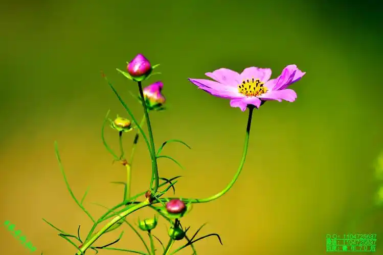 #豪哥街拍#——初秋的漂亮花朵——格桑花(扫帚梅)——北国小城明珠二