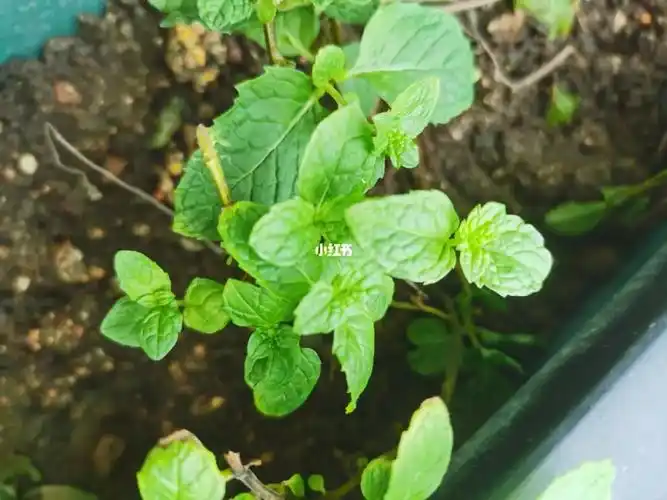 这种到底是不是薄荷是不是可食用薄荷