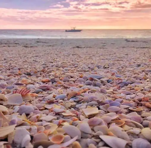 贝壳沙滩,感觉好运撒了一地__财经头条