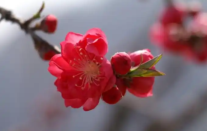 春天桃花摄影,图片大全,高清,图库-回车桌面