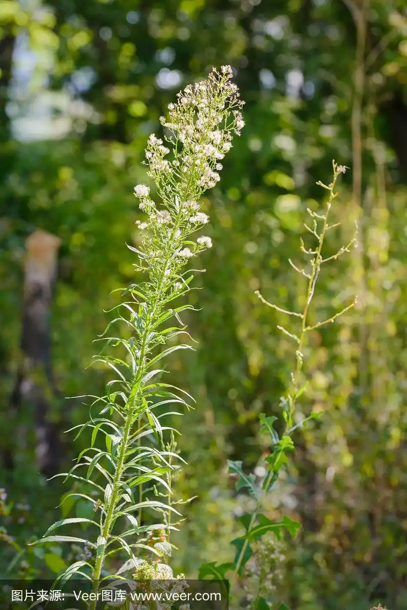 加拿大飞蓬属植物黄花的植物