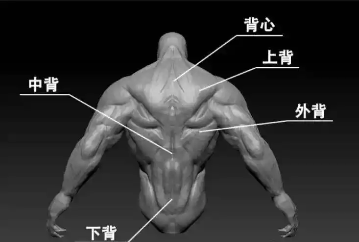 背部肌肉.jpg