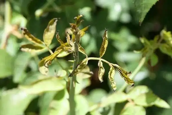 月季新叶子卷曲萎蔫是怎么回事 要如何解决