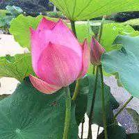 微信头像女荷花