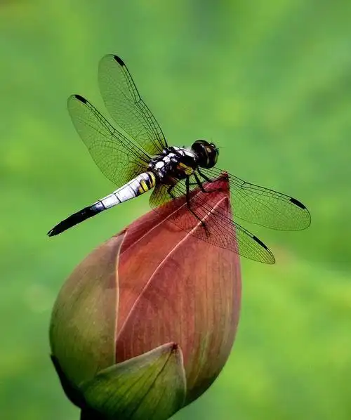 静态蜻蜓在长焦相机里!