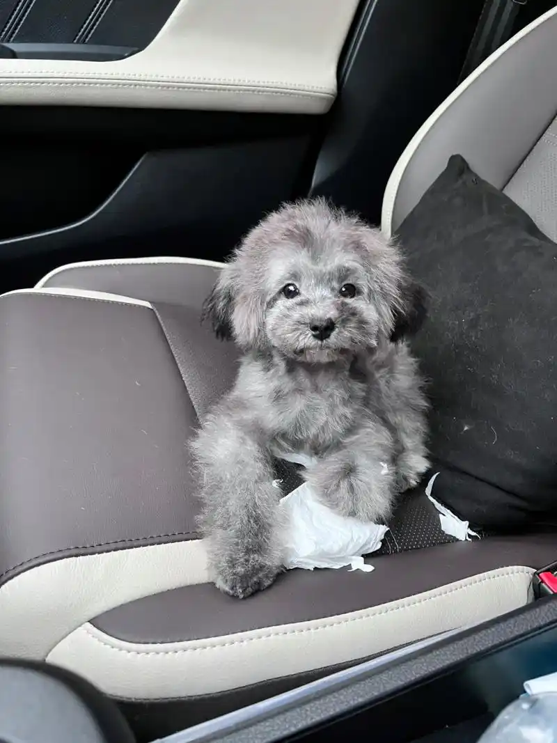 灰泰迪灰后又开始返黑 有没有兄弟姐妹知道这是啥原因呀?