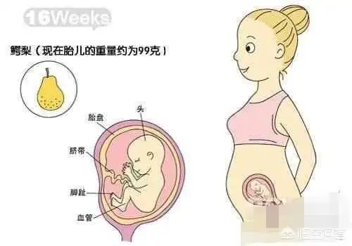 16周胎儿男女生殖器还能看出来了的吗