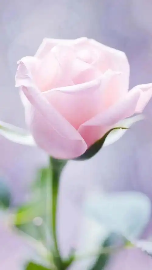 玫瑰花图片大全(唯美玫瑰花手机壁纸)