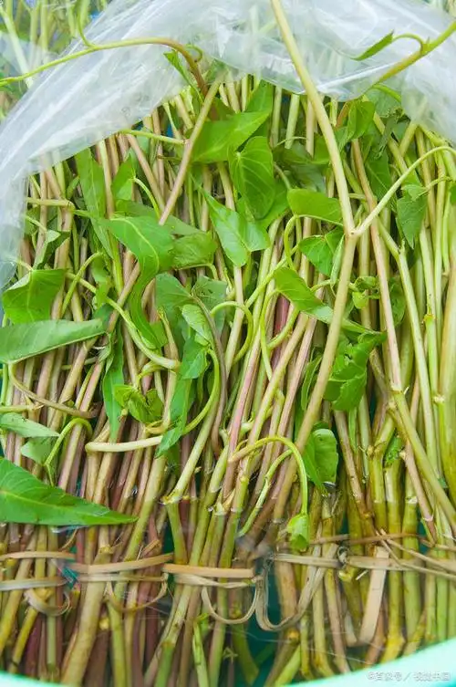 鱼腥草好处多,但鱼腥草是如何种植的呢?