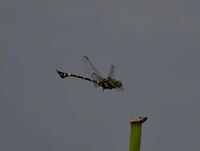 蜻蜓:别名丁丁,我在西湖寻找拍摄的有薄翅蜻蜓,红蜻蜓,玉带蜻蜓,黑丽