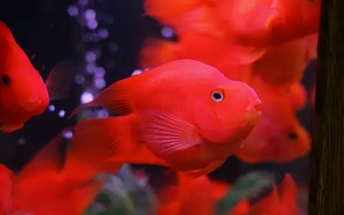 红金鱼 壁纸 - 2880x1800