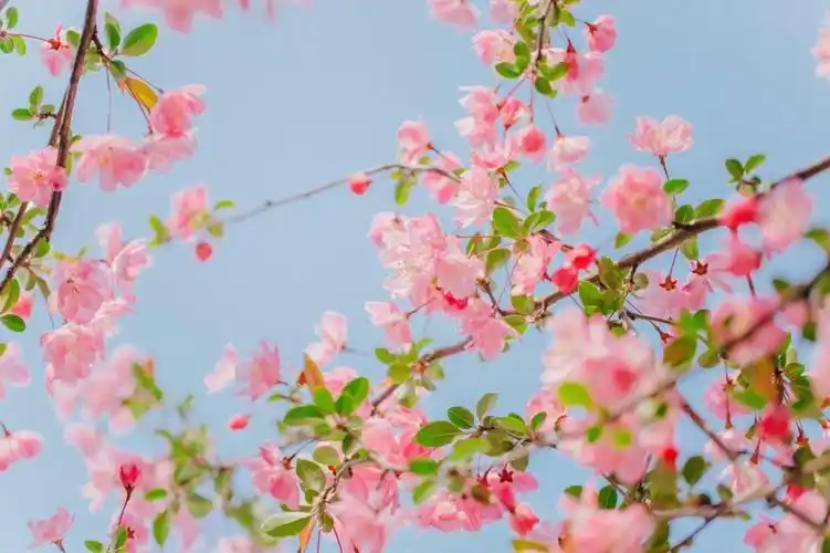 小清新海棠花唯美迷人微距摄影