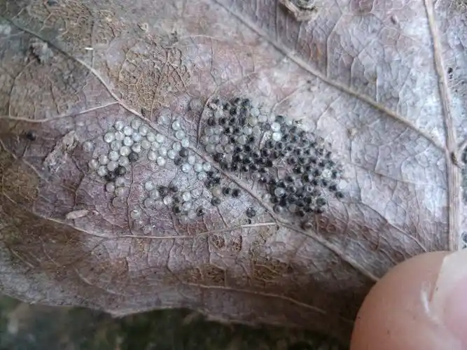 2011-05-31 我在我家窗帘上看见像虫卵的东西小棵小棵黑色的挨在一起