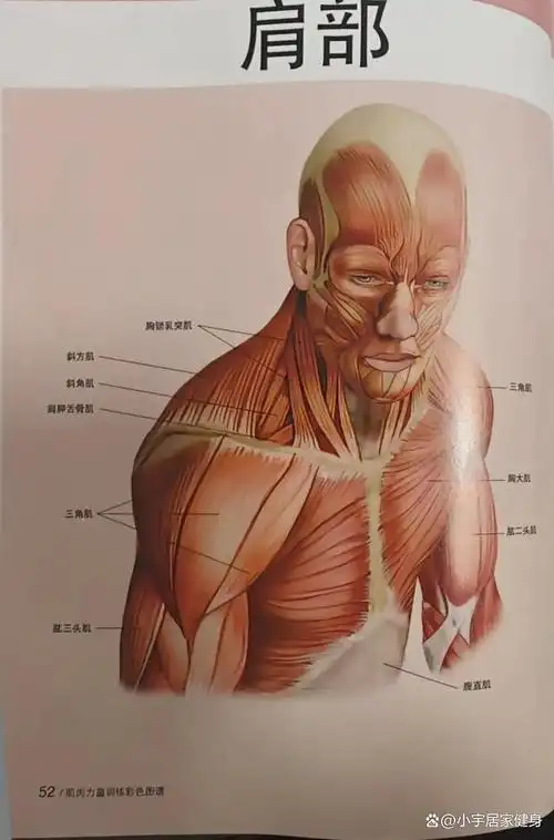 肩膀主要包括骨关节,关节囊,韧带和肌肉等组织.