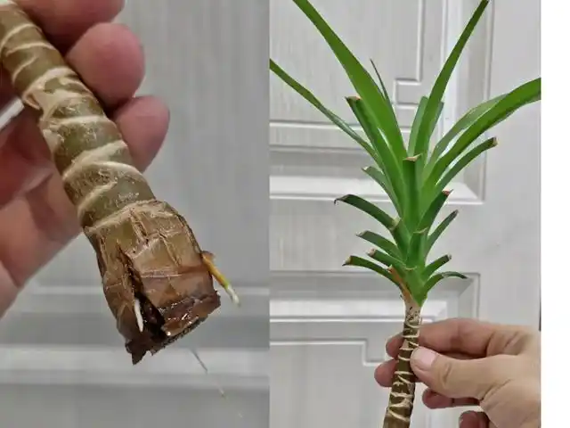 龙须树叶子扦插方法