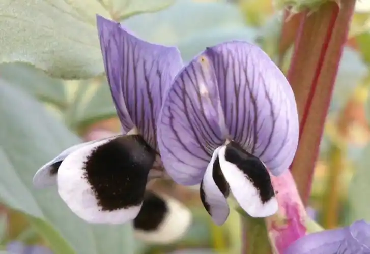 蚕豆花的功效与作用_美健品健康网