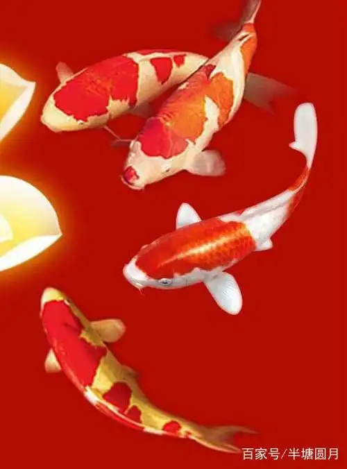 梦见红鲤鱼,代表什么?