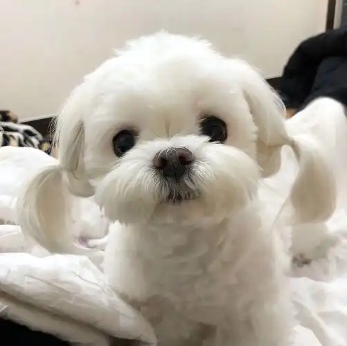 世界上最可爱的狗(马尔济斯犬长相甜美,乖巧可爱)