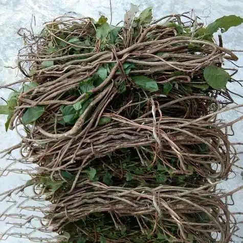 鸡屎藤是一种怎样的植物,它有什么作用?