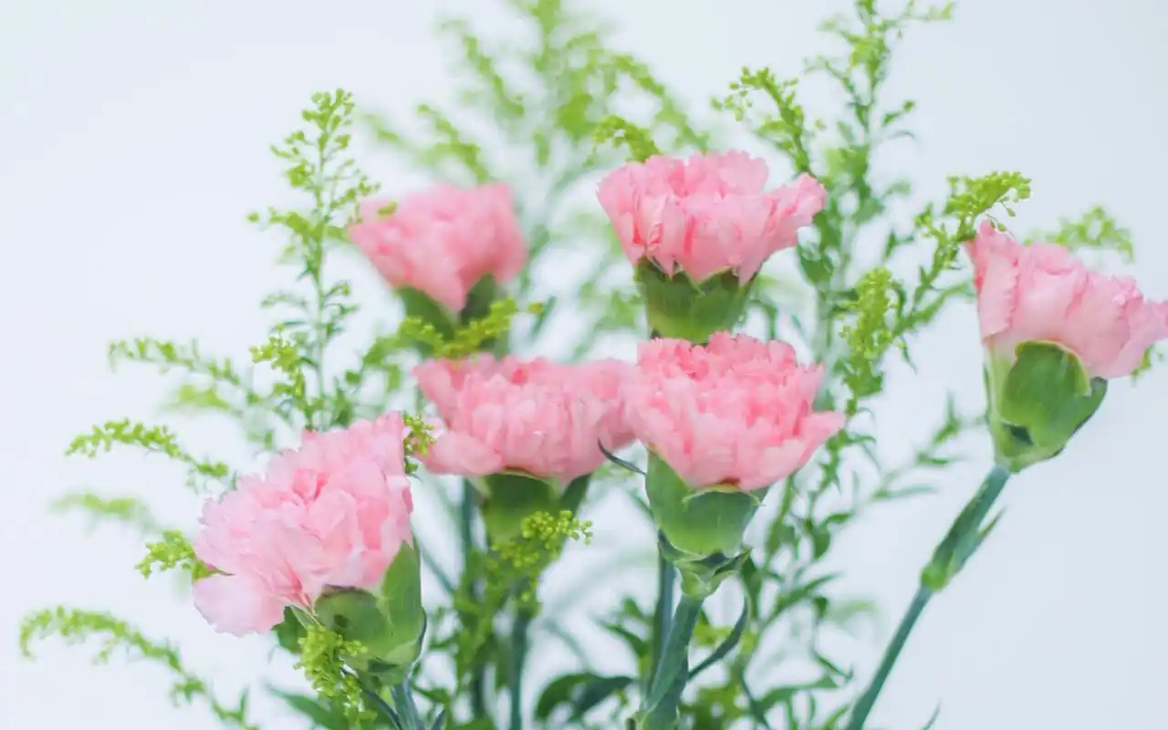 小清新简约静物唯美意境图片桌面壁纸