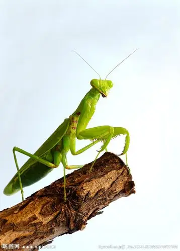 螳螂图片