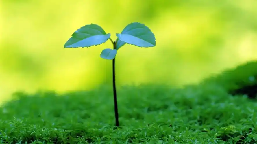 简单护眼的美景素材_风景壁纸_