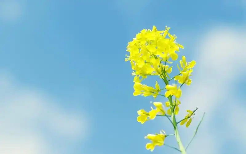 经典唯美花卉图片-经典唯美花卉图片大全 第6页-高清背景图-zol桌面