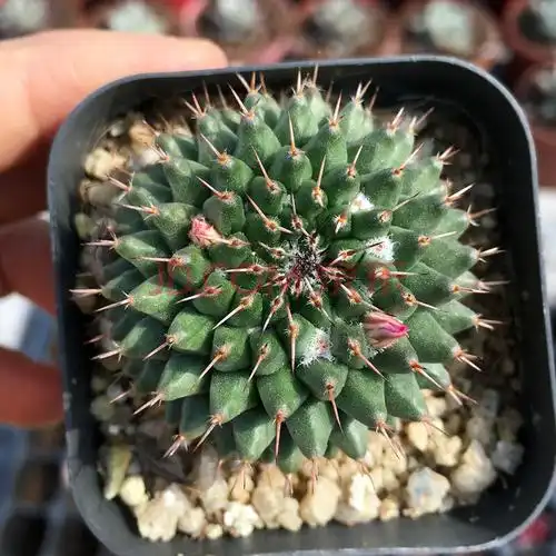 园艺猩猩丸红花锦丸实生仙人球刺球仙人掌科类植物盆栽正在开花带花苞