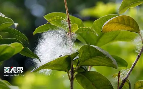 莞视界木棉花絮夏日漫天飞舞宛若五月飘雪