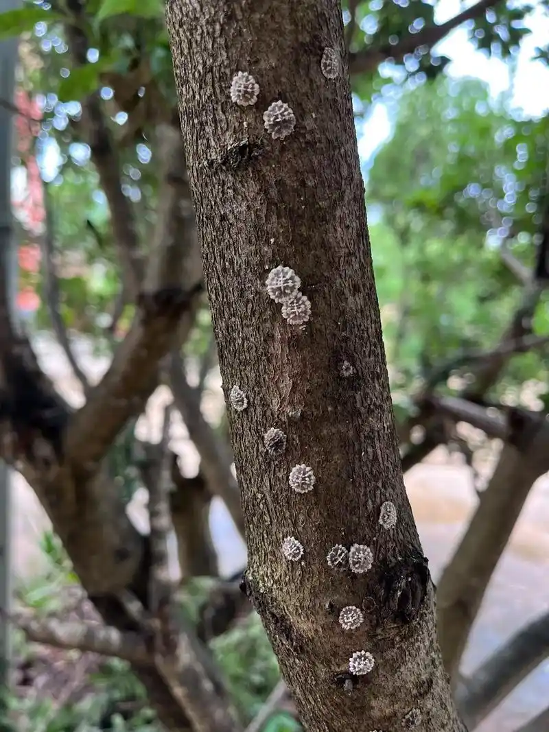 昆虫世界 谁知道这个是什么虫?长在杨梅树枝干上,该怎么防治