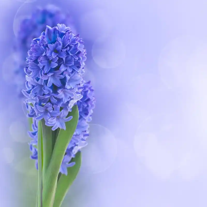 蓝色风信子花,蓝景背景上的蓝色风信子花