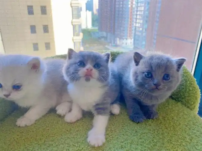 西安猫舍英短蓝猫蓝白渐层