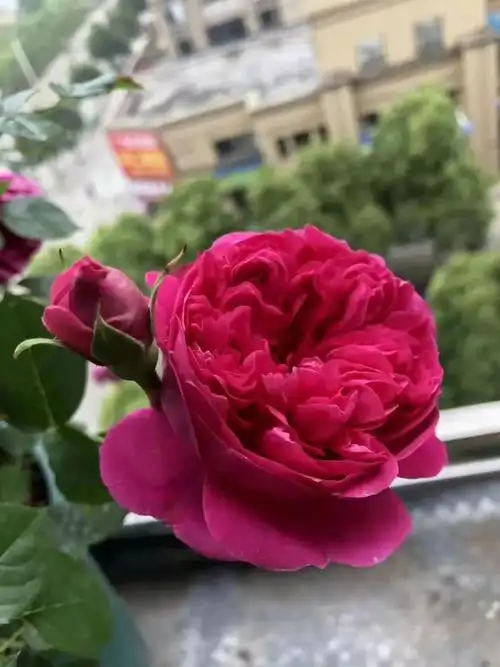 唤作"蔻丹"的月季,应该有怎样的风情?