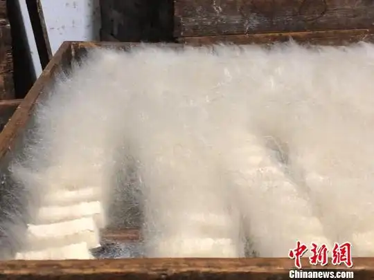 发酵完毕的毛豆腐. 余皓 摄