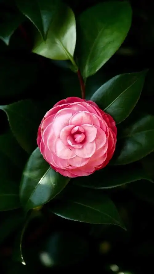 五颜六色的小花图片手机壁纸