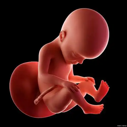 三个月的胎儿有多大