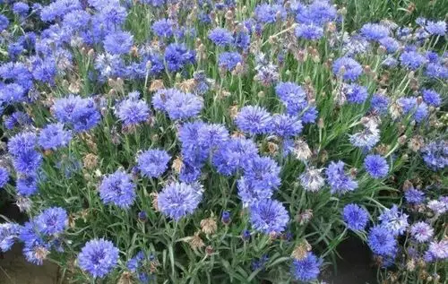 夏季开蓝色花的草花有哪些?