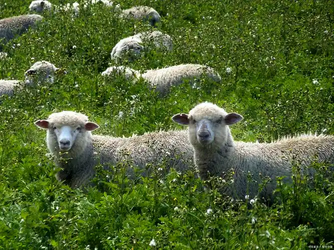一只羊一天要吃多少草料养殖户给出了这样的答案