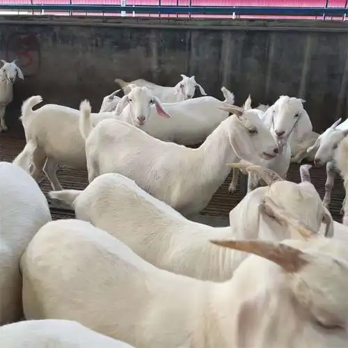 自养自销 白山羊羔 美国白山羊  批发怀孕白山羊 种公羊